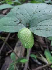 Dorstenia contrajerva