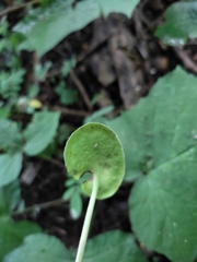 Dorstenia contrajerva