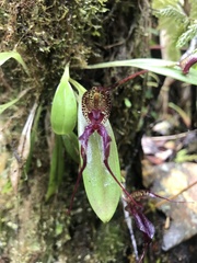 Masdevallia heteroptera