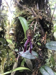 Masdevallia heteroptera