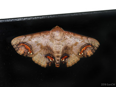 Selenoperas caustiplaga