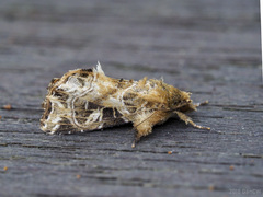 Callopistria trilineata