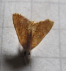 Glaphyria sesquistrialis