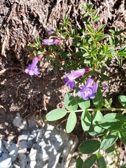Penstemon caespitosus