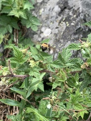 Bombus insularis