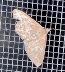 Orthonama obstipata