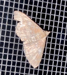 Orthonama obstipata