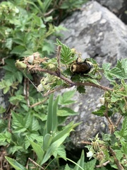 Bombus insularis