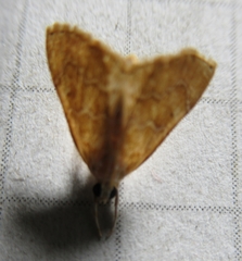 Glaphyria sesquistrialis