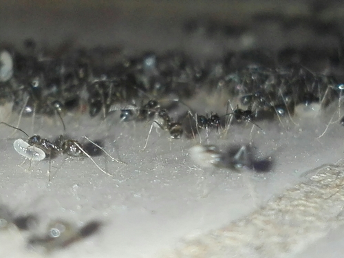 Longhorn crazy ant