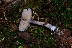 Thaxterogaster submagellanicus