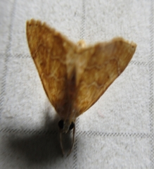 Glaphyria sesquistrialis