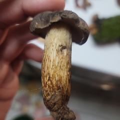 Retiboletus vinaceipes
