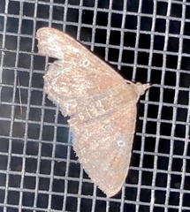 Orthonama obstipata