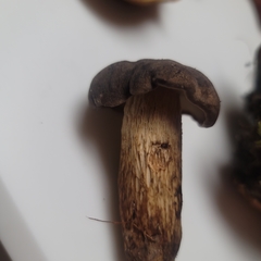 Retiboletus vinaceipes