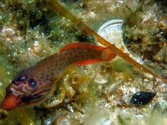 Lepadogaster purpurea