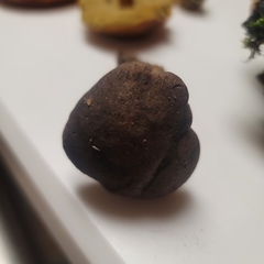 Retiboletus vinaceipes