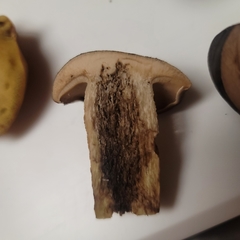 Retiboletus vinaceipes