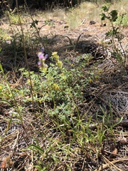 Penstemon peckii