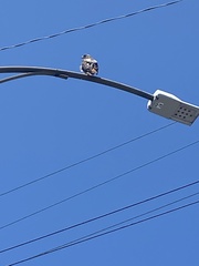 Buteo jamaicensis