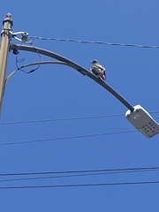 Buteo jamaicensis