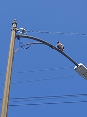 Buteo jamaicensis