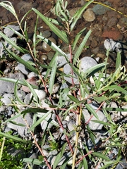 Salix melanopsis