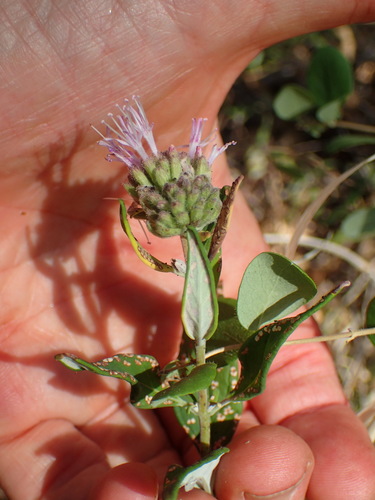Image of Monardella hypoleuca by (c) George Williams, some rights reserved (CC BY)