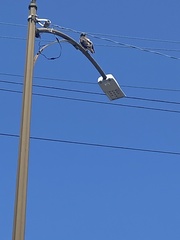 Buteo jamaicensis