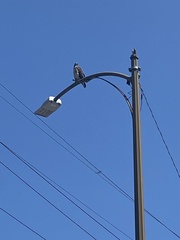 Buteo jamaicensis