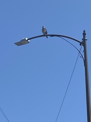 Buteo jamaicensis
