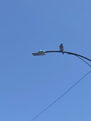 Buteo jamaicensis