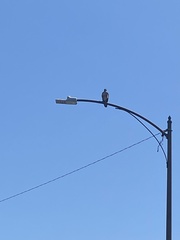 Buteo jamaicensis