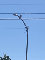 Buteo jamaicensis