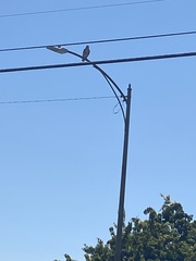Buteo jamaicensis