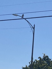 Buteo jamaicensis