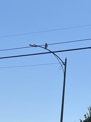 Buteo jamaicensis