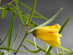 Hibiscus divaricatus