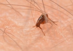 Siphonaptera