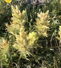 Castilleja septentrionalis