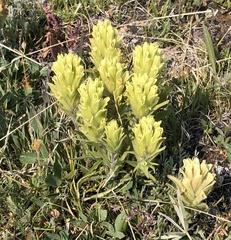 Castilleja septentrionalis