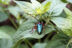 Stenaspis verticalis