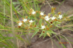 Crassula pellucida brachypetala