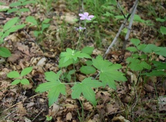 Geranium maximowiczii