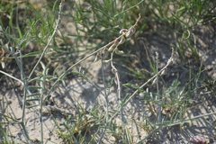 Astragalus gracilis