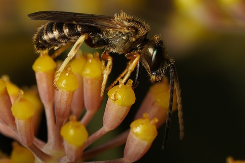 Confusing Furrow Bee (Halictus confusus), a species recorded in Connecticut