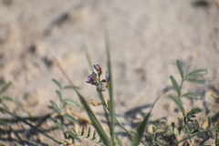 Astragalus gracilis