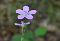 Geranium maximowiczii