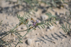 Astragalus gracilis