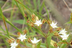 Crassula pellucida brachypetala